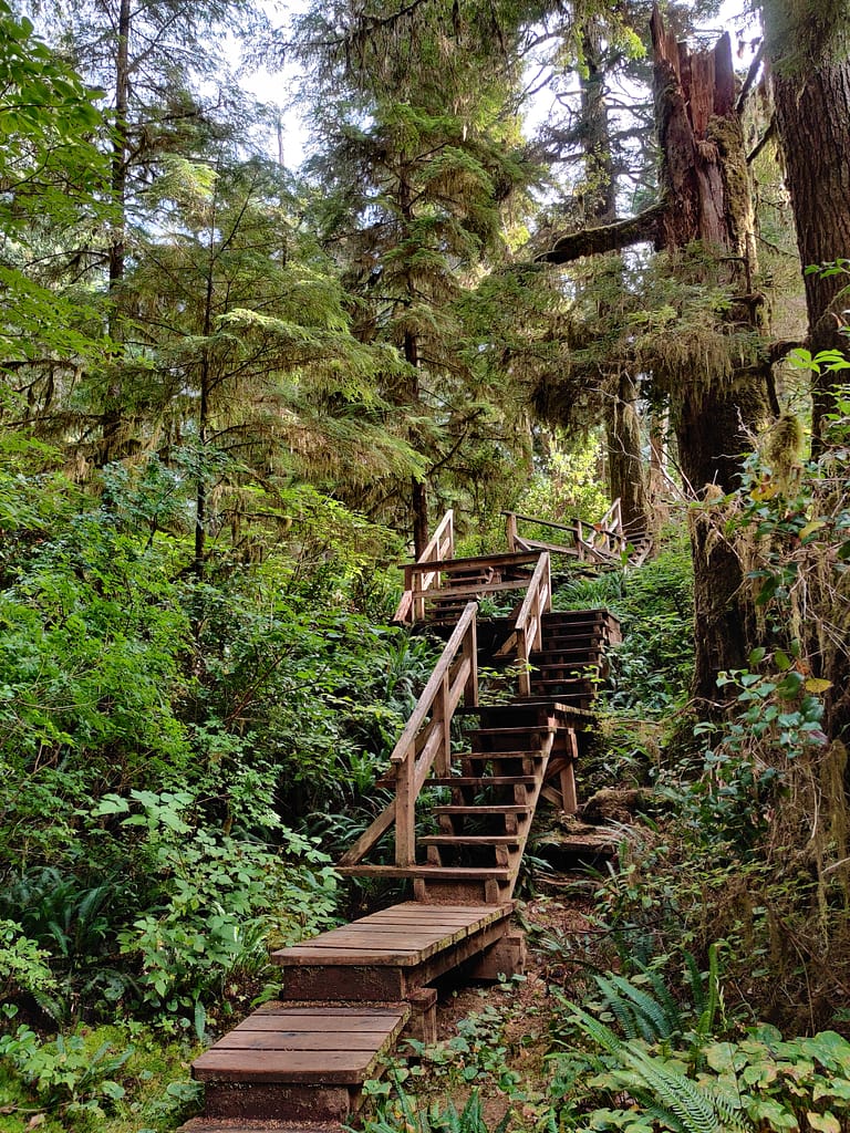 Canada Road Trip- Rainforest trail, Vancouver Island